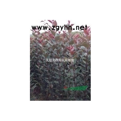 紫羅蘭海棠苗價(jià)格