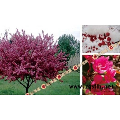 印第安魔力海棠/北美海棠印第安魔力/印第安魔力海棠價格