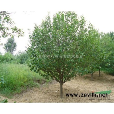 河北供應1－60公分八棱海棠樹
