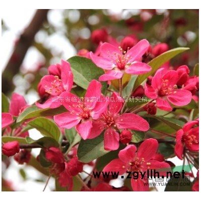 羅賓遜海棠，北美海棠苗，白蘭地海棠，皇家雨點海棠，紫色王子海