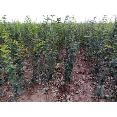 供應(yīng)冬紅海棠、絢麗海棠、西府海棠當(dāng)年苗