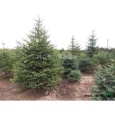 地栽云杉1-2米。自家種植。25元上車