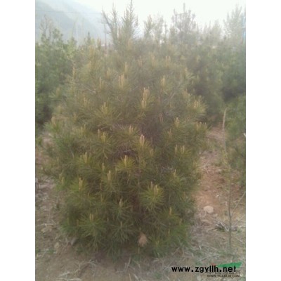 淄博供應優質白皮松