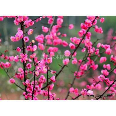 本場有山玉蘭小苗50萬，金桂小苗60萬，