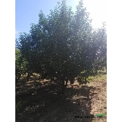 八棱海棠樹規(guī)格*全的林海苗場(chǎng)1-62公分移栽**