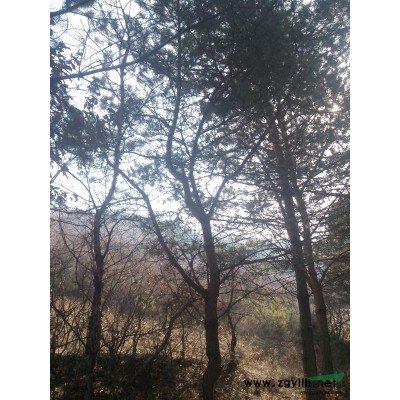 25年樹齡樟子松