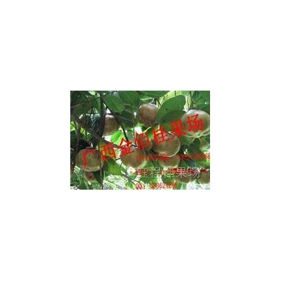 大果紅山茶|大果紅花油茶苗|大果紅花油茶種子|生態(tài)旅游油茶