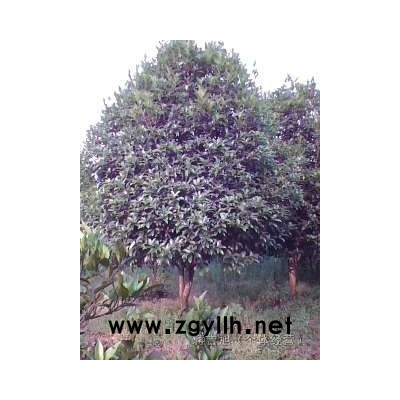 20公分以上大型桂花樹