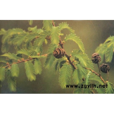 池杉、海濱木槿、欏木石楠、栲樹