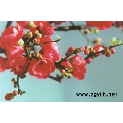 供應(yīng)木瓜苗