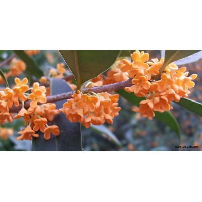 朱砂桂 四季桂 大苗