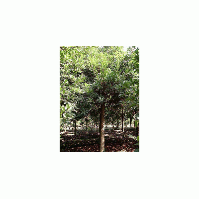 綠化苗木自產(chǎn)自銷