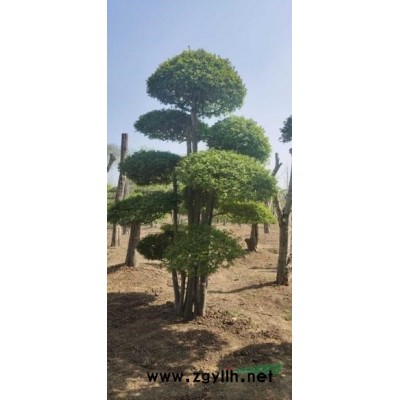 各種規(guī)格的古樹國槐