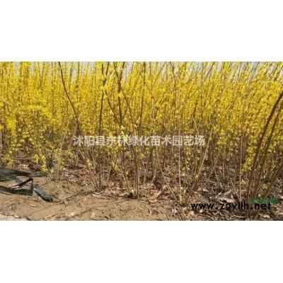 供應蜀檜、北京檜、紅楓、黃金槐、雪松、欒樹，玉蘭