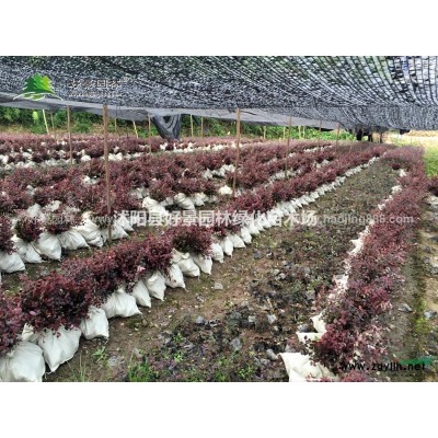 金枝國槐價格_金枝國槐產地_金枝國槐綠化苗木苗圃基地