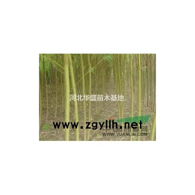 金枝國槐批發 18公分金枝槐