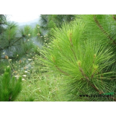 大量油松、國槐、元寶（紅葉）、各種規格出售中