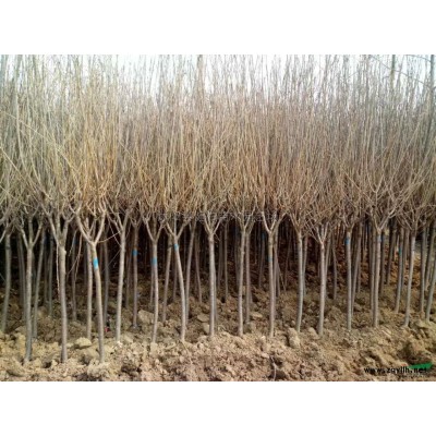 欒樹報價/江蘇欒樹報價