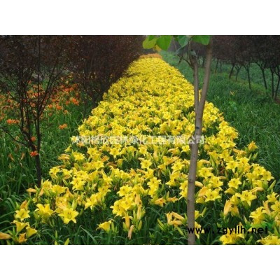 江蘇雪松/10—30公分雪松價(jià)格介紹/雪松特征/雪松用途