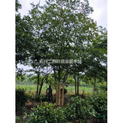 黃山欒樹14公分大量供應