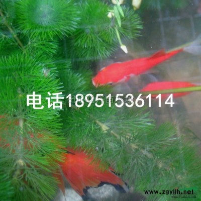 雪松樹苗大樹直銷 基地促銷 低價批發(fā)