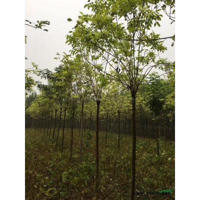 山東濟寧出售12米雪松