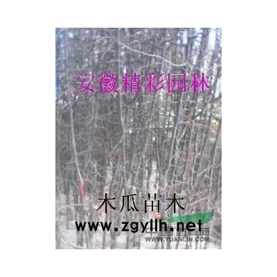 供1-12公分黃山欒樹(shù)