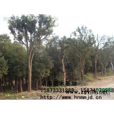湖南香樟-2022年湖南移栽香樟價(jià)格-香樟樹