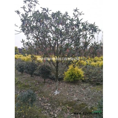 四川成都供應自家精品銀杏 如圖