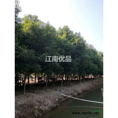 福建云霄供應香樟20-60公分30顆，數量不多
