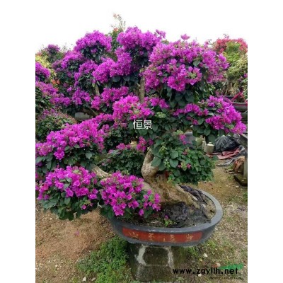 福建香樟樹，福建香樟樹批發價格，福建出售香樟/貨優價廉