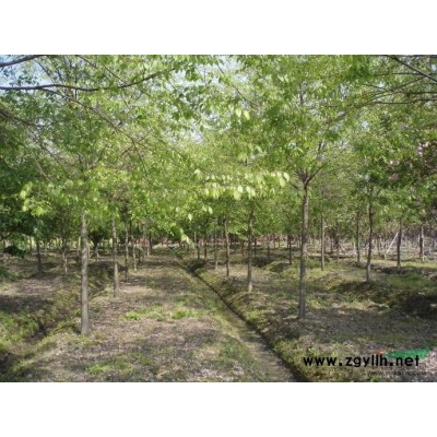 浙江上虞，12-18厘米全冠廣玉蘭