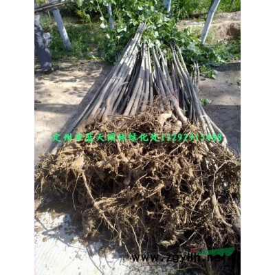 冬青大葉黃楊女貞金葉女貞衛(wèi)矛銀杏