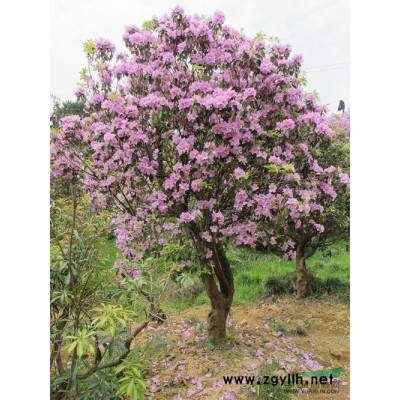 浙江廣玉蘭信息