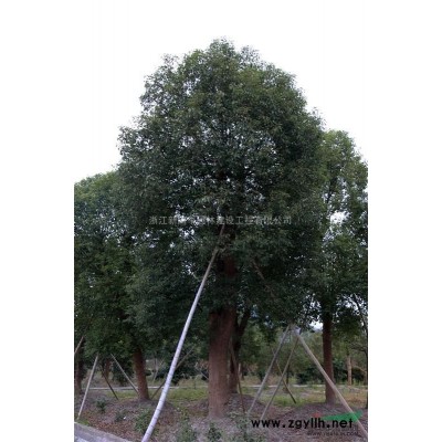 桂花，大桂花，桂花價格，大桂花價格，大桂花供應