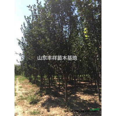 12公分大葉女貞、15公分大葉女貞價格多少錢