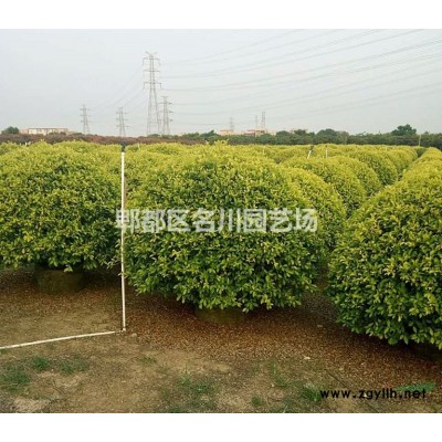 貴州女貞花木基地_大葉女貞杯苗價格_綠籬批發價_小葉女貞種植基地