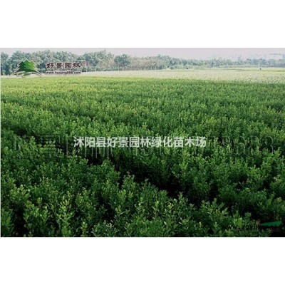 大葉女貞價格_大葉女貞產地_大葉女貞綠化苗木苗圃基地
