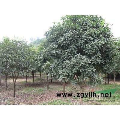 桂花，桂花上車現場