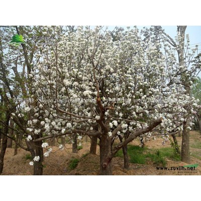 四季桂花價格_四季桂花產地_四季桂花綠化苗木苗圃基地