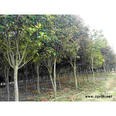 桂花3-70公分 大香樟20-以上品種繁多