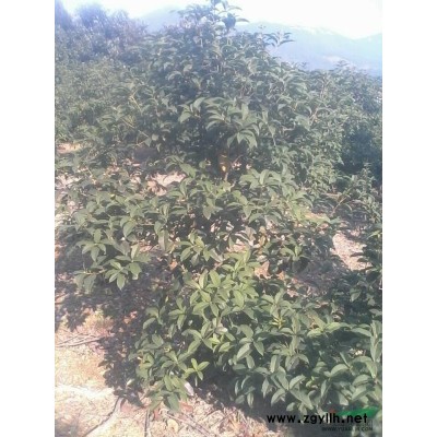 香樟報價/浙江香樟報價