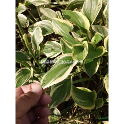 大葉女貞 高桿女貞 樹苗基地直銷 低價批發(fā)