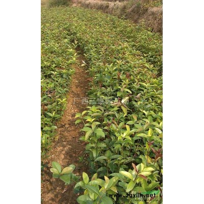 大量供應廣西桂林香樟苗