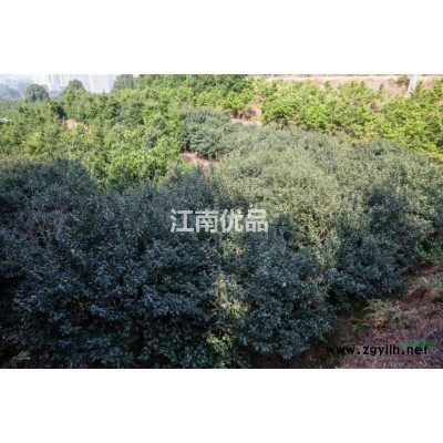福建云霄供應桂花10-15公分2500顆