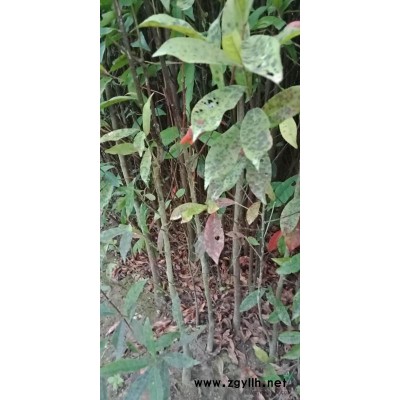 福建江西地區(qū)供應(yīng)杜英苗地徑1到2公分