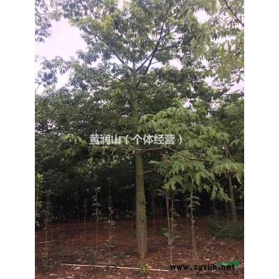 供應(yīng)大腹木棉.小葉欖仁.羅漢松.人心果.四季桂花代苗