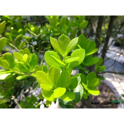 桂花(丹桂、金桂、銀桂)圖片\桂花(丹桂、金桂、銀桂)報價