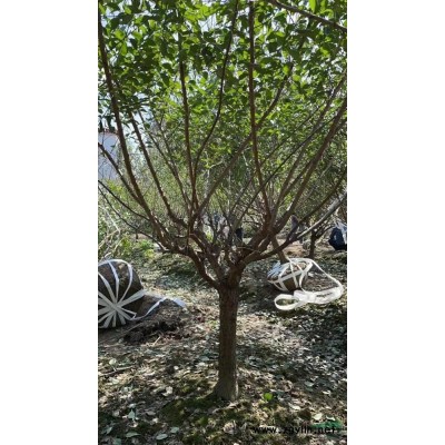 美國紅楓，娜塔櫟，紅梅