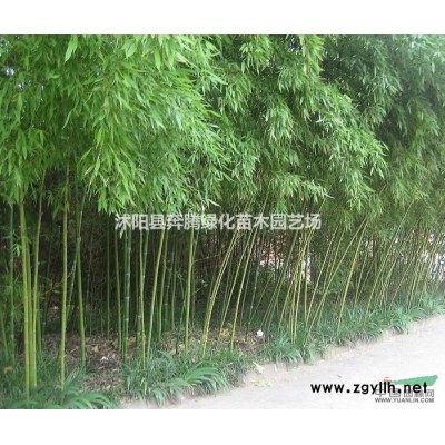 紅楓 美國紅楓 日本紅楓 紅楓小苗